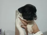 Son 3 erkek french buldog yavrumuz