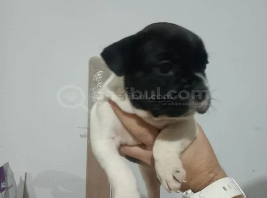 Son 3 Erkek French Buldog Yavrumuz
