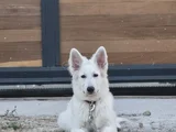 White swiss İsviçre kurdu