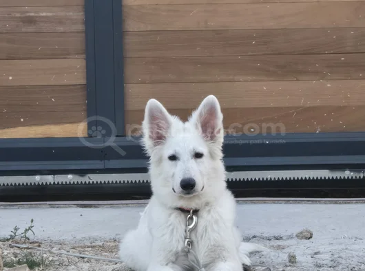 White Swiss İsviçre Kurdu