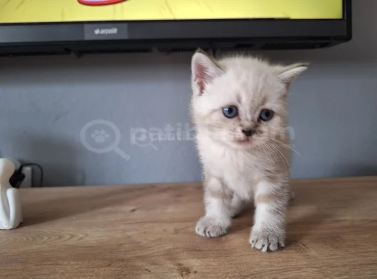 5 Adet Yavru Scootis Ve British Bebekler görsel