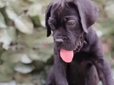 Dev Cane Dorso Yavrular