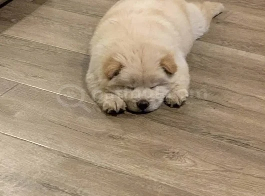 Aslan Gi̇bi̇ Chow Chow Çi̇n Aslanlarirrr görsel