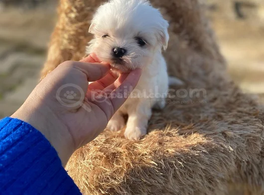 Bebek Yüzlü Kore Maltese Yavruları görsel