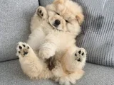 ASLAN GİBİ CHOW CHOW ÇİN ASLANLARIrrr