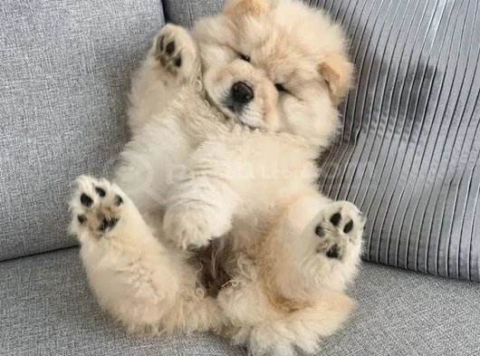 Aslan Gi̇bi̇ Chow Chow Çi̇n Aslanlarirrr