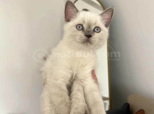 Brtish Blue Point Di̇şi̇ 2 Aylık