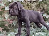 Dev cane dorso yavrular