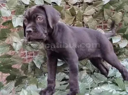 Dev Cane Dorso Yavrular