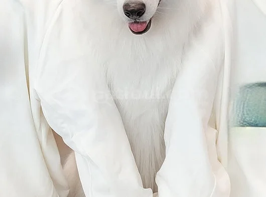 White Swiss İsviçre Kurdu görsel