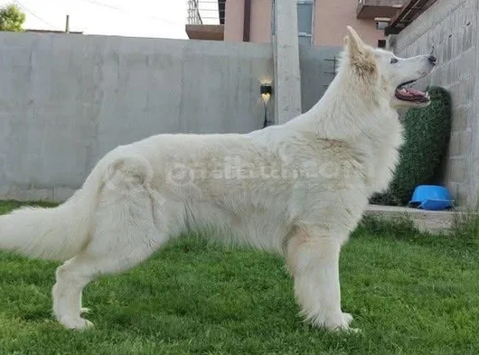 White Swiss İsviçre Kurdu görsel