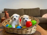 Maltese Terrier Yavrularımız Uygundur