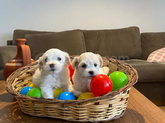 Maltese Terrier Yavrularımız Uygundur görsel