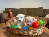 Maltese terrier yavrularımız uygundur