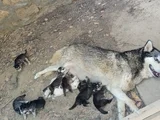 Anne Altından Son 5 Dişi 1 Erkek