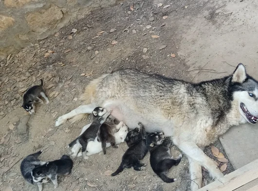 Anne Altından Son 5 Dişi 1 Erkek görsel
