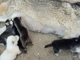 Anne Altından Son 5 Dişi 1 Erkek