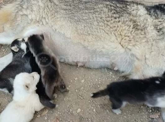 Anne Altından Son 5 Dişi 1 Erkek görsel