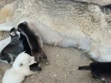 Anne Altından Son 5 Dişi 1 Erkek