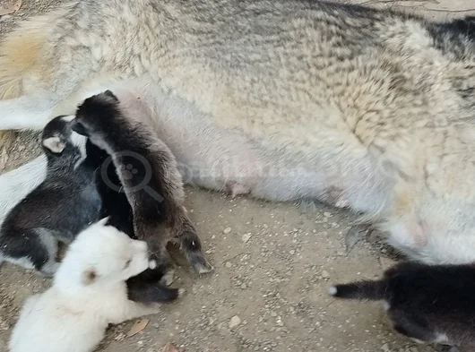 Anne Altından Son 5 Dişi 1 Erkek görsel