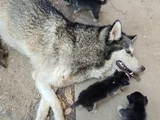 Anne Altından Son 5 dişi 1 erkek