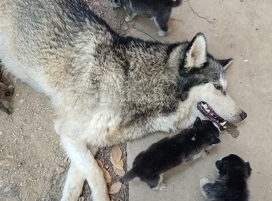 Anne Altından Son 5 Dişi 1 Erkek