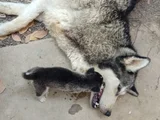Anne Altından Son 5 Dişi 1 Erkek
