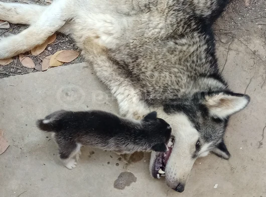 Anne Altından Son 5 Dişi 1 Erkek görsel