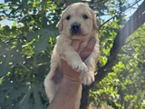 Baby Face Golden Yavrular