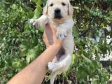 Baby Face Golden Yavrular