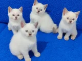 Güzelli̇kleri̇ Değerlendi̇ri̇n Güzelli̇kler Kaçirilmazlar