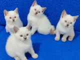 Güzelli̇kleri̇ Değerlendi̇ri̇n Güzelli̇kler Kaçirilmazlar