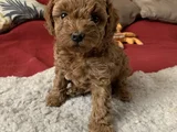 Red Brown Toy Poodle Yavrularımız