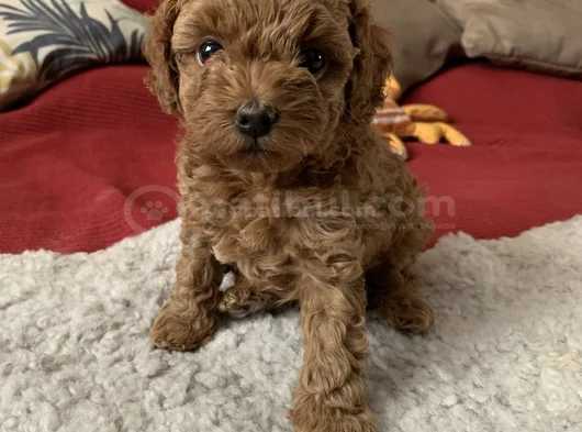 Red Brown Toy Poodle Yavrularımız görsel