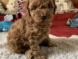 Red Brown Toy Poodle Yavrularımız