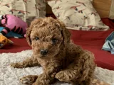 Red Brown Toy Poodle Yavrularımız