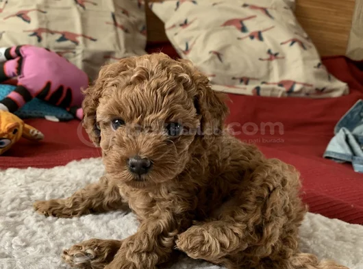 Red Brown Toy Poodle Yavrularımız görsel