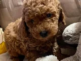 Red Brown Toy Poodle Yavrularımız