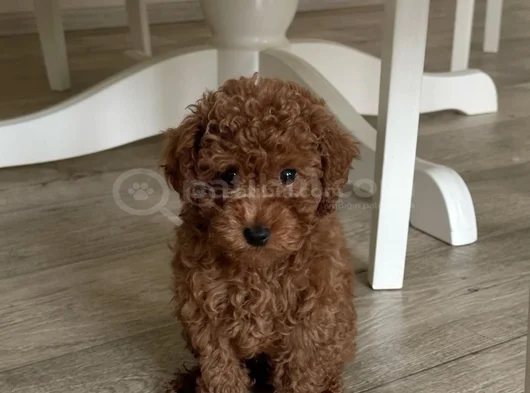 Red Brown Toy Poodle Yavrularımız görsel