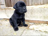 Safkan A Kalite Cane Corso Dişi Erkek Yavrular
