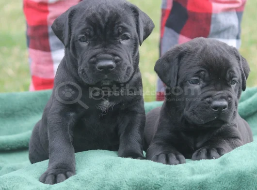 Safkan A Kalite Cane Corso Dişi Erkek Yavrular görsel