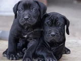 Safkan A kalite cane corso dişi erkek yavrular