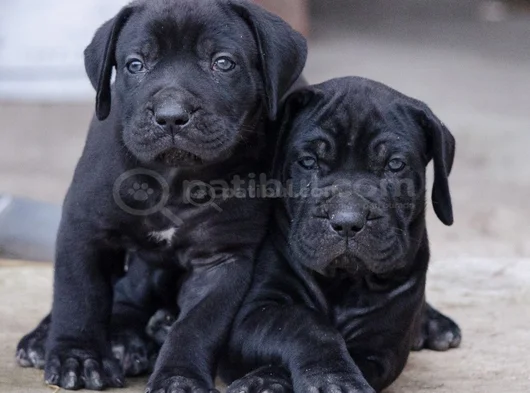 Safkan A kalite cane corso dişi erkek yavrular
