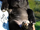 Safkan A Kalite Cane Corso Dişi Erkek Yavrular