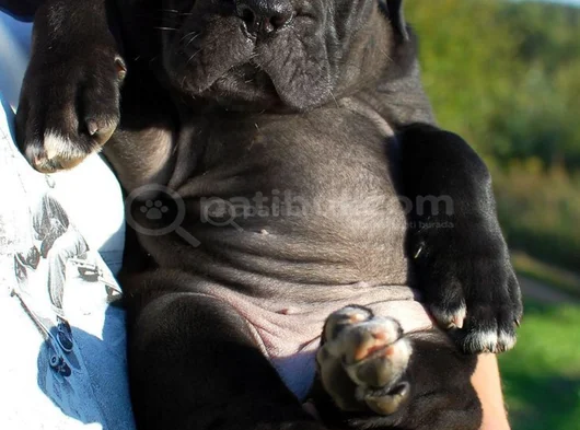 Safkan A Kalite Cane Corso Dişi Erkek Yavrular görsel