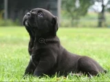 Safkan A Kalite Cane Corso Dişi Erkek Yavrular