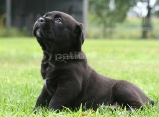 Safkan A Kalite Cane Corso Dişi Erkek Yavrular görsel