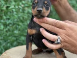 Safkan Doberman Yavrular Kuyruk Estetikli