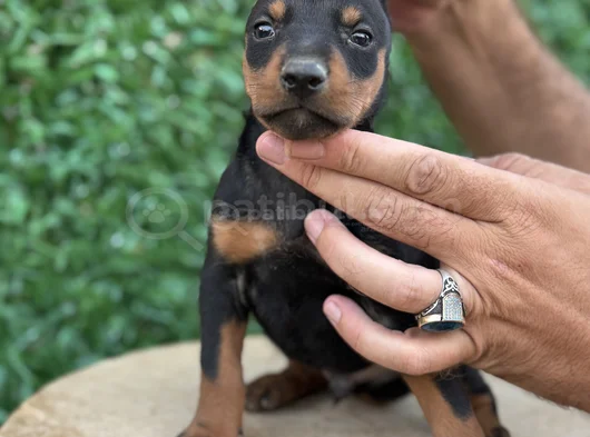 Safkan Doberman Yavrular Kuyruk Estetikli görsel