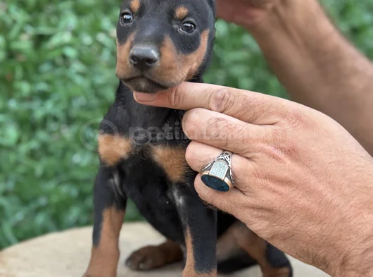 Safkan Doberman Yavrular Kuyruk Estetikli görsel